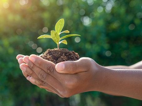 AMG_IMG_Child Hands Holding Plant